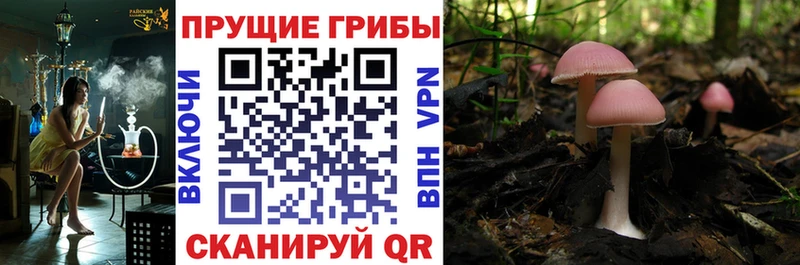 где продают наркотики  Кольчугино  mega ссылки  Псилоцибиновые грибы мицелий 